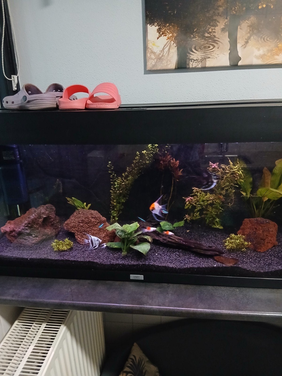 te koop gevuld aquarium, Ophalen, Gebruikt, Gevuld zoetwateraquarium, Juwel