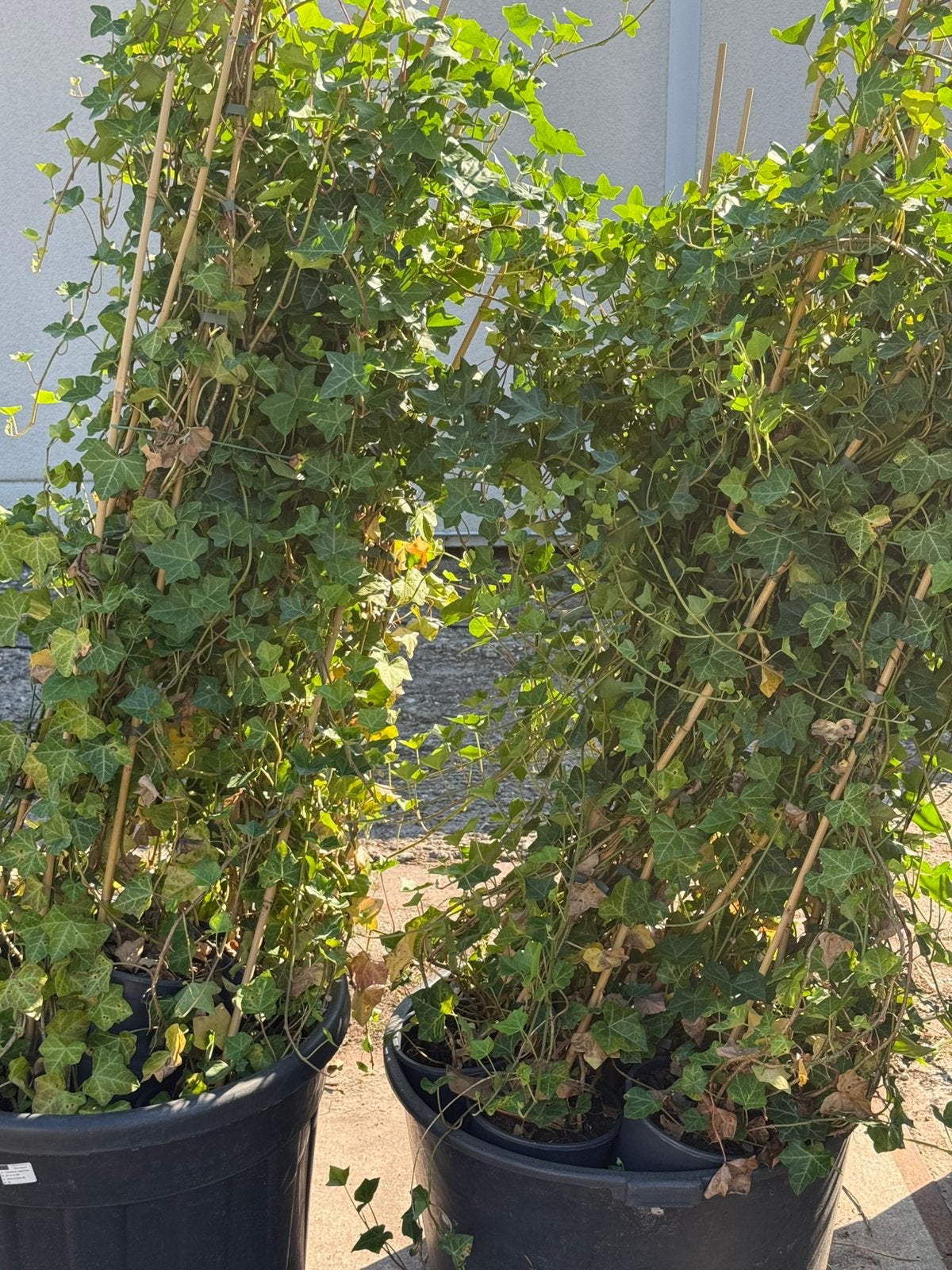 Hedera mooi vertakte  planten 150/175  van 6,95 voor 3,95, Tuin en Terras, Planten | Tuinplanten, Ophalen, Vaste plant, Bloeit niet