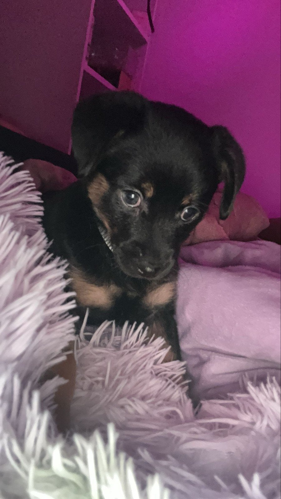 Superleuk lieve jonge hond te koop., Dieren en Toebehoren, Honden | Chihuahua's en Gezelschapshonden, 8 tot 15 weken, Teef, Eén hond