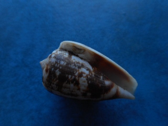 Schelpen: Conus novaehollandiae Ad. gem 38,5mm m/o, Verzenden, Schelp(en)