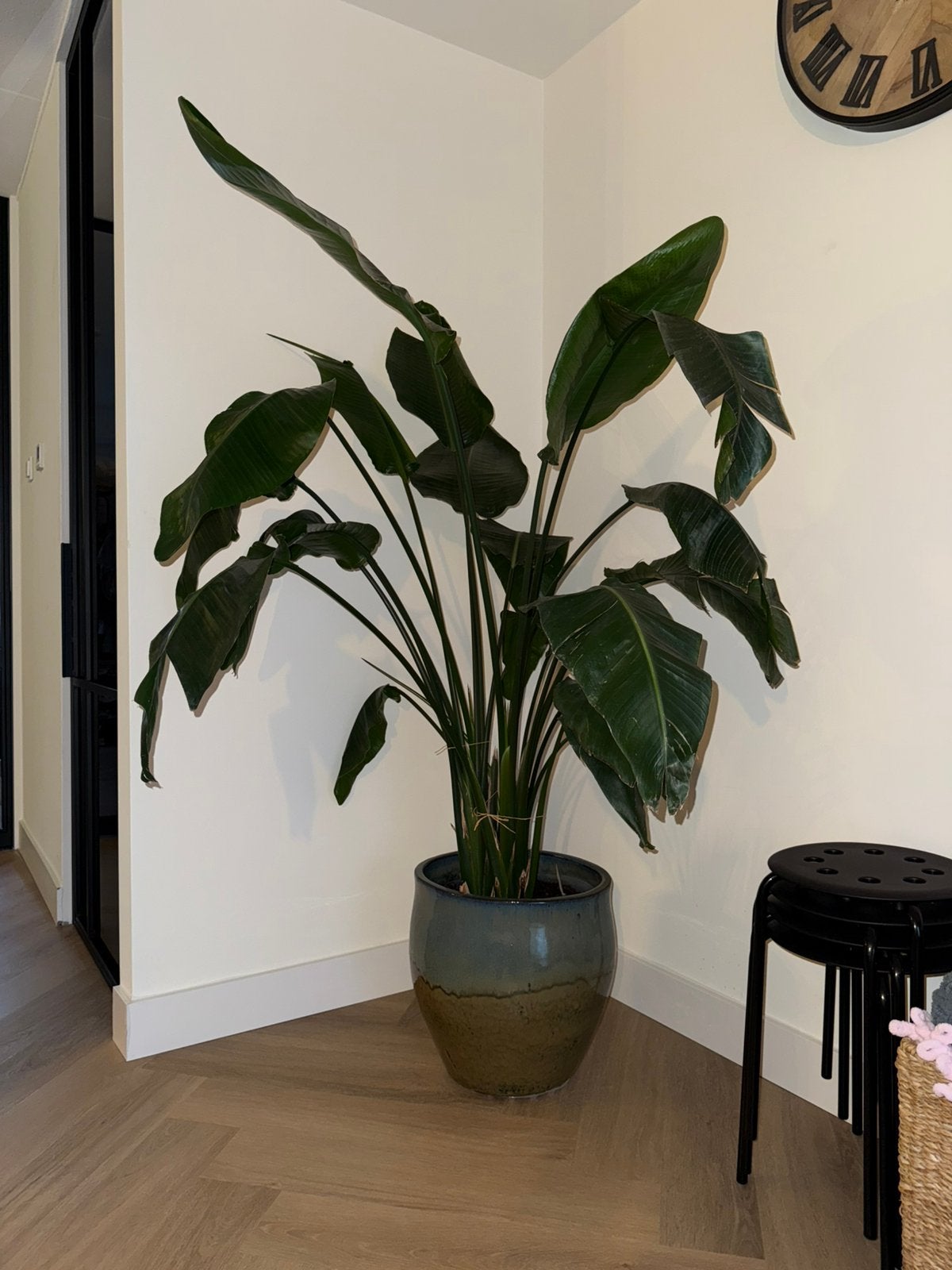 strelitzia plant, Huis en Inrichting, Kamerplanten, Ophalen, Halfschaduw, Minder dan 100 cm
