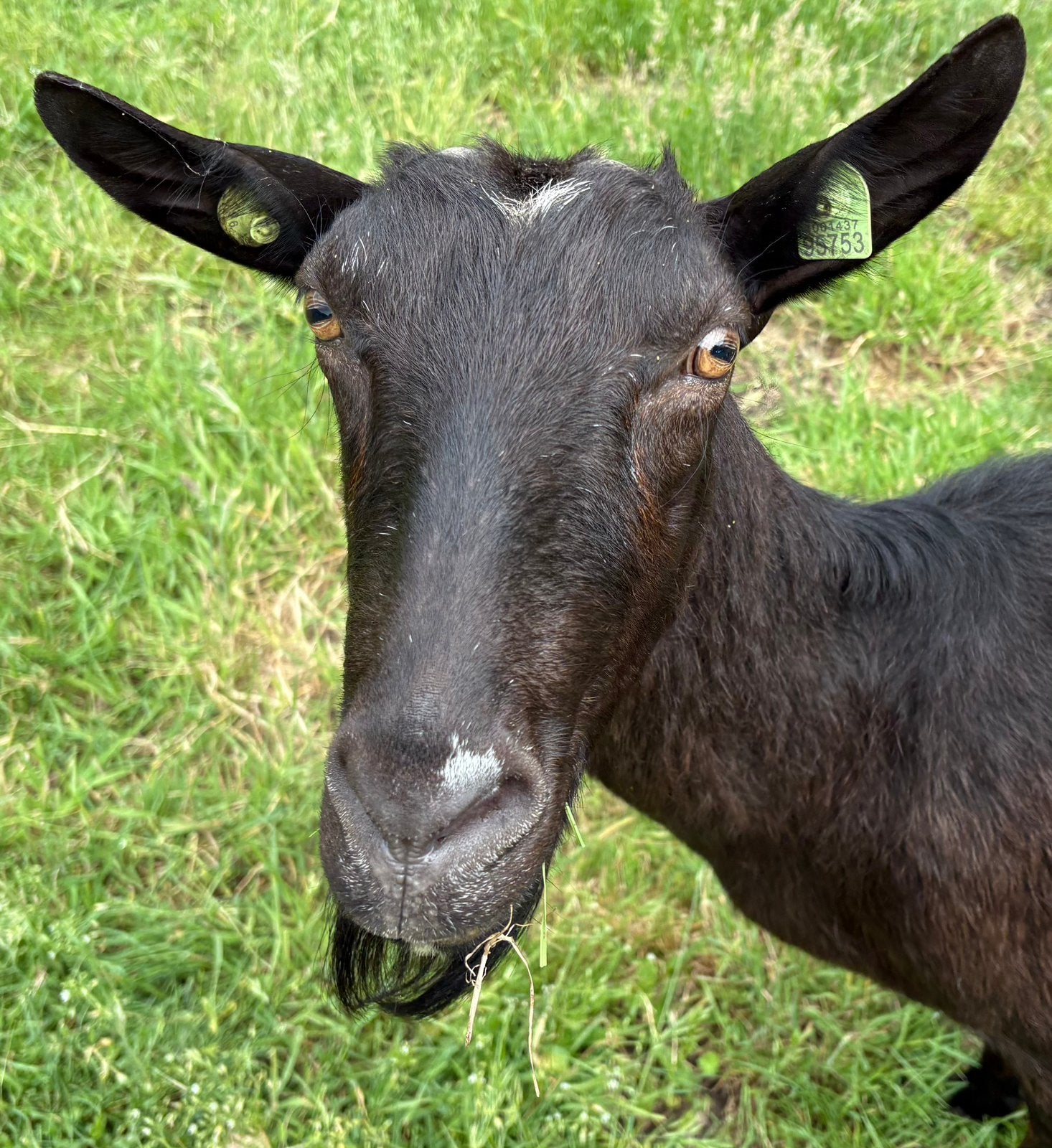 Nederlands bonte melkgeit, Dieren en Toebehoren, Schapen, Geiten en Varkens, Vrouwelijk, Geit, 6 jaar of ouder
