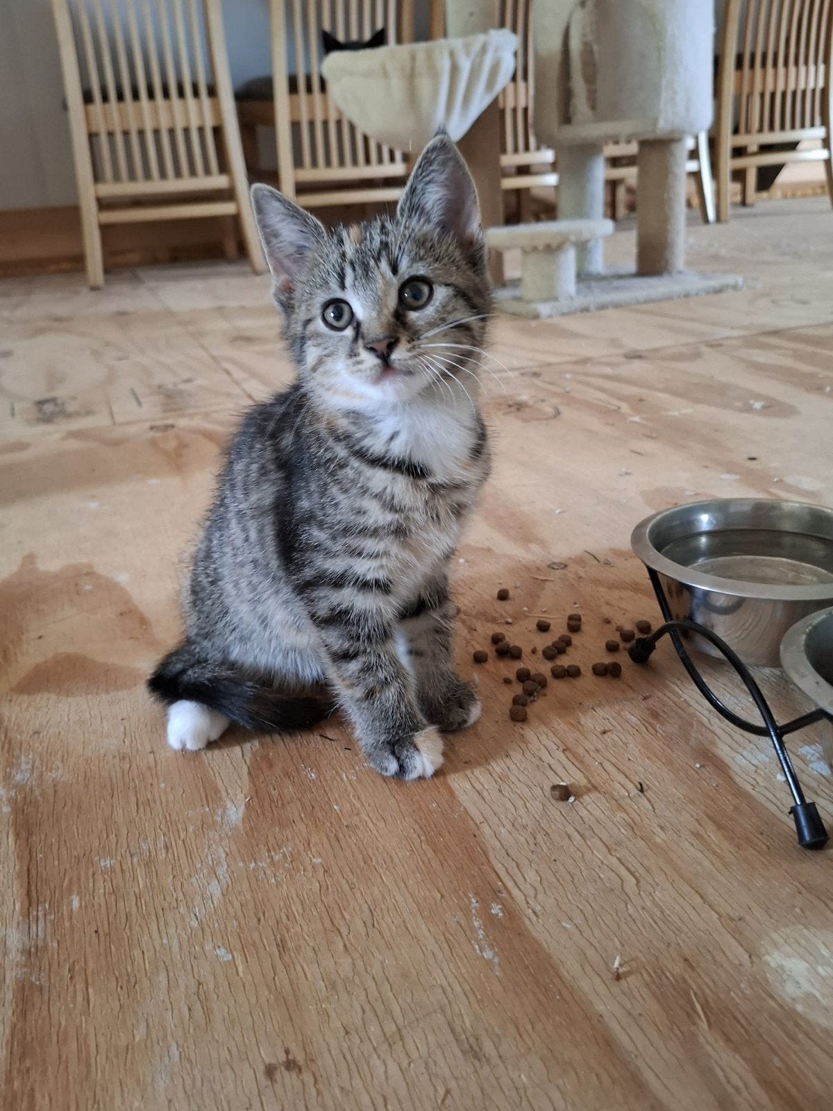 Lieve kittens, Meerdere dieren