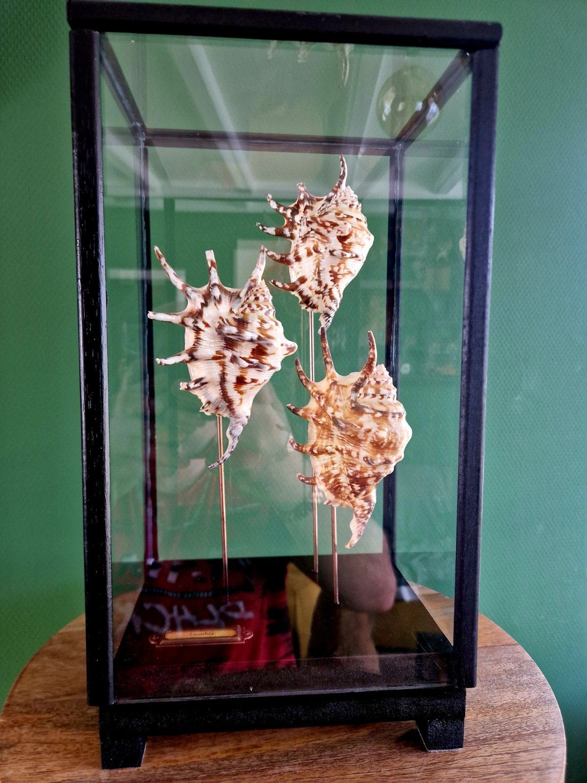 Lambis Tiger Schelpen in Glazen Vitrine, Ophalen, Zo goed als nieuw