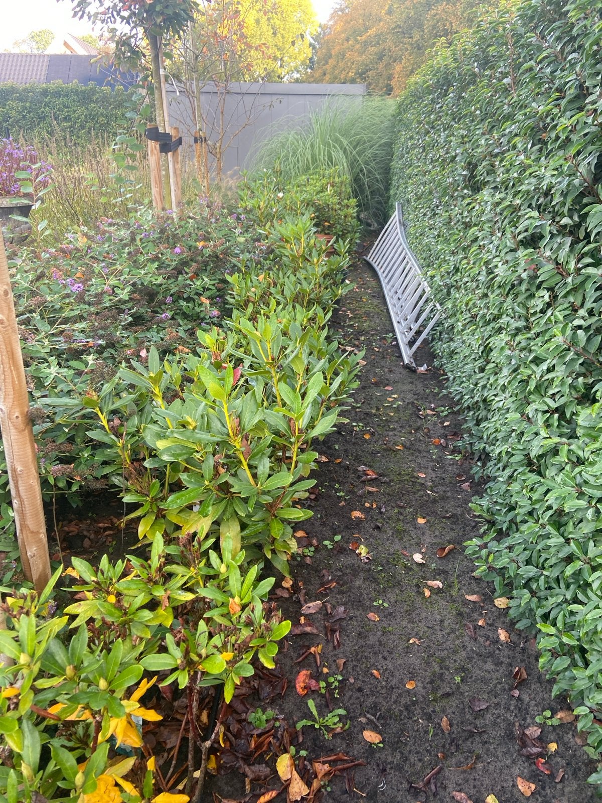 Rhododendron 'Cunningham's White' 70- 90 cm, Ophalen of Verzenden, Rhododendron, Minder dan 100 cm