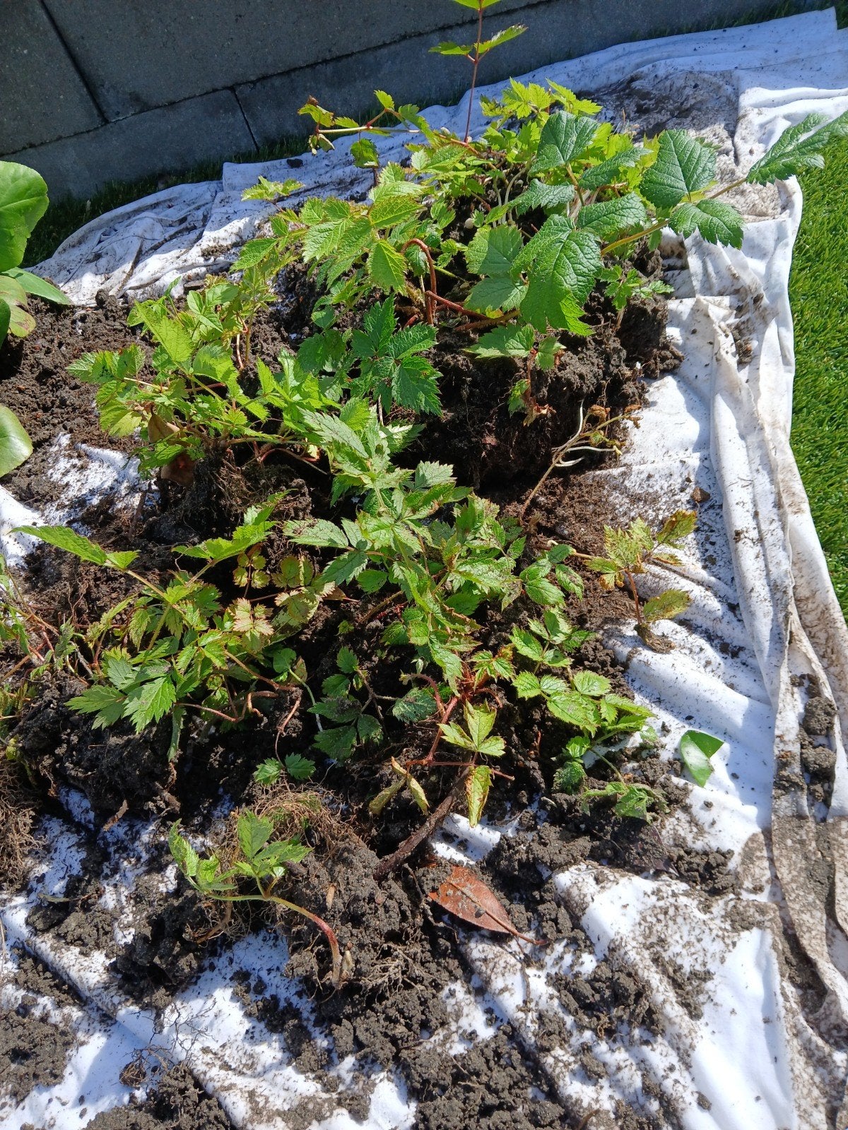 Astilbe planten - Ideaal voor schaduwrijke tuinen, Tuin en Terras, Vaste plant, Halfschaduw, Zomer, Ophalen