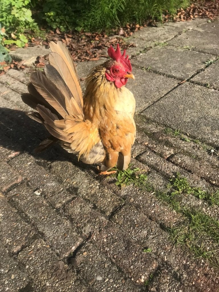 Lief serama haantje, Dieren en Toebehoren, Mannelijk, Kip