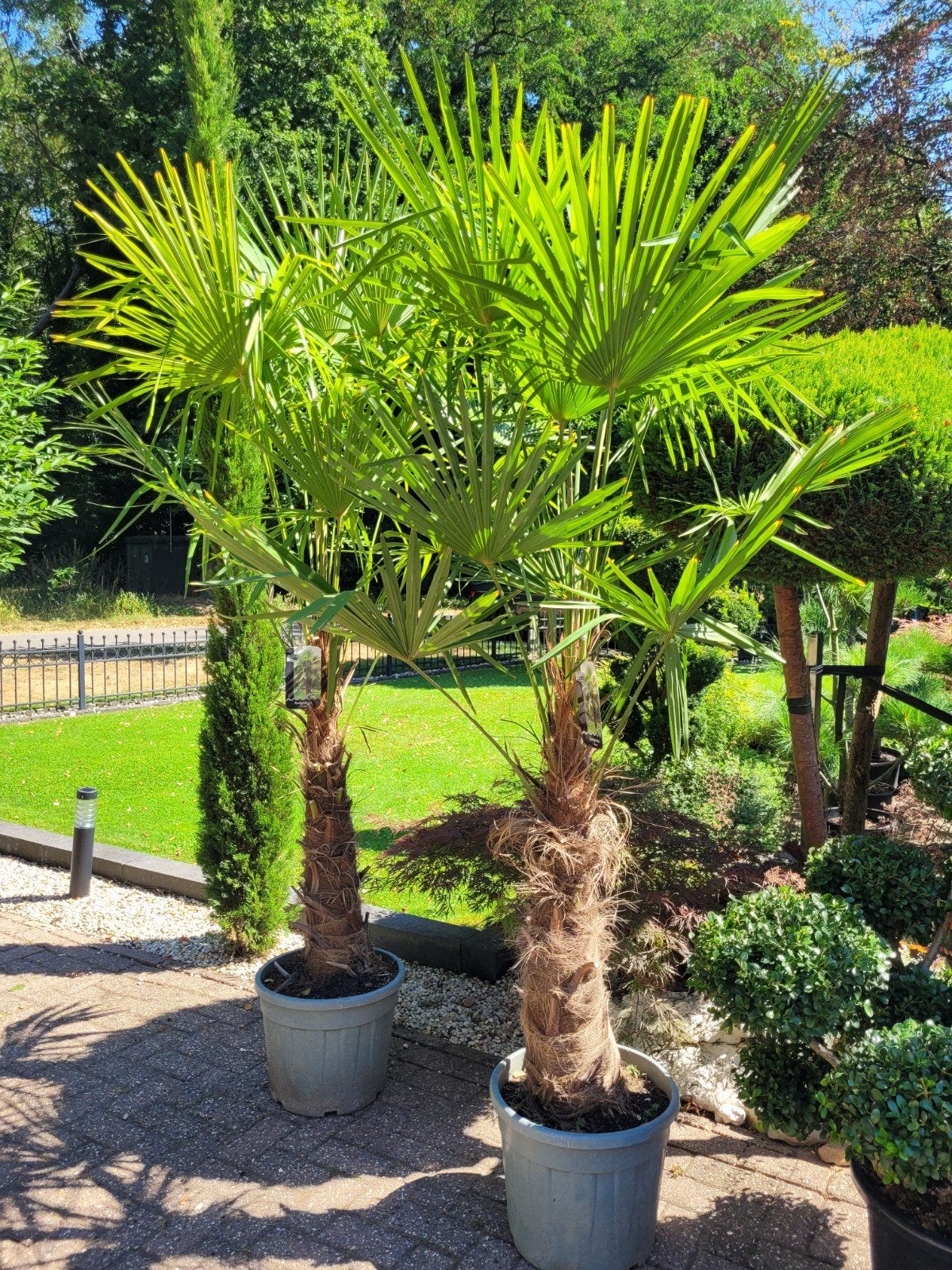 Mooie grote Trachycarpus fortunei palmbomen, Ophalen, Overige soorten, Volle zon