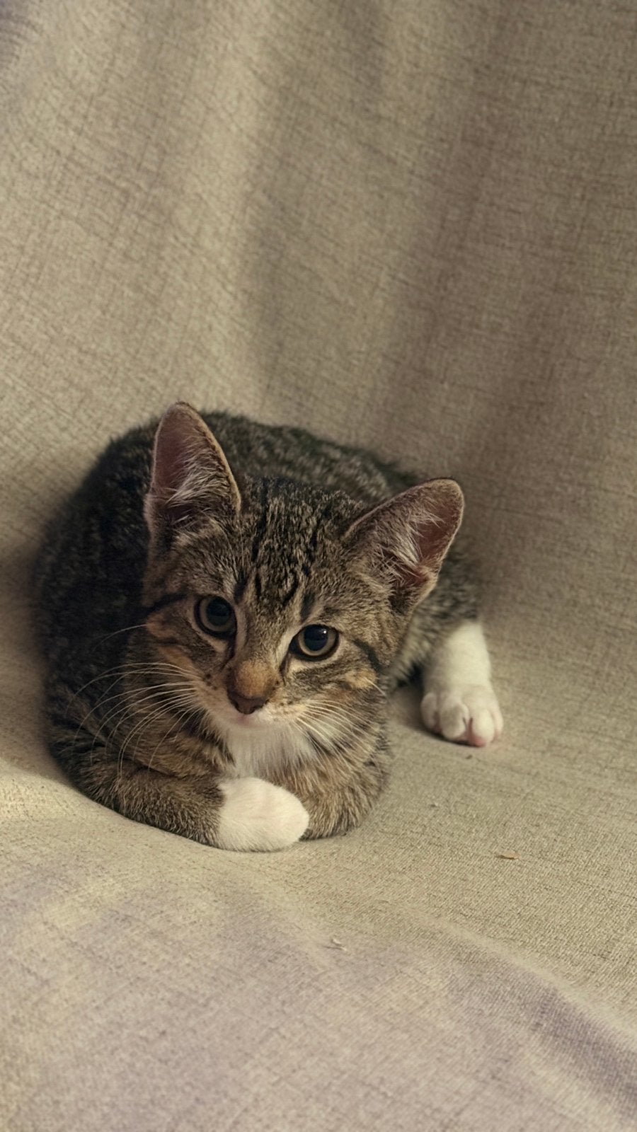Super lieve kitten, Dieren en Toebehoren, Meerdere dieren, Kortharig, 0 tot 2 jaar