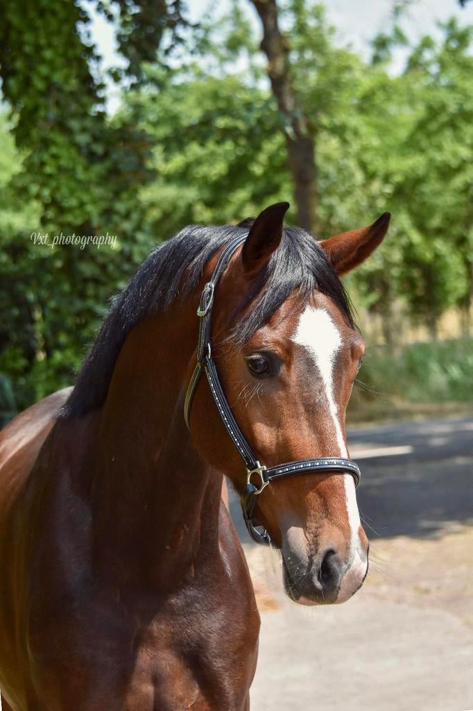 Perez 6 jarige ruin. Lennox x Ferro, Met stamboom, Ruin, M, Dressuurpaard