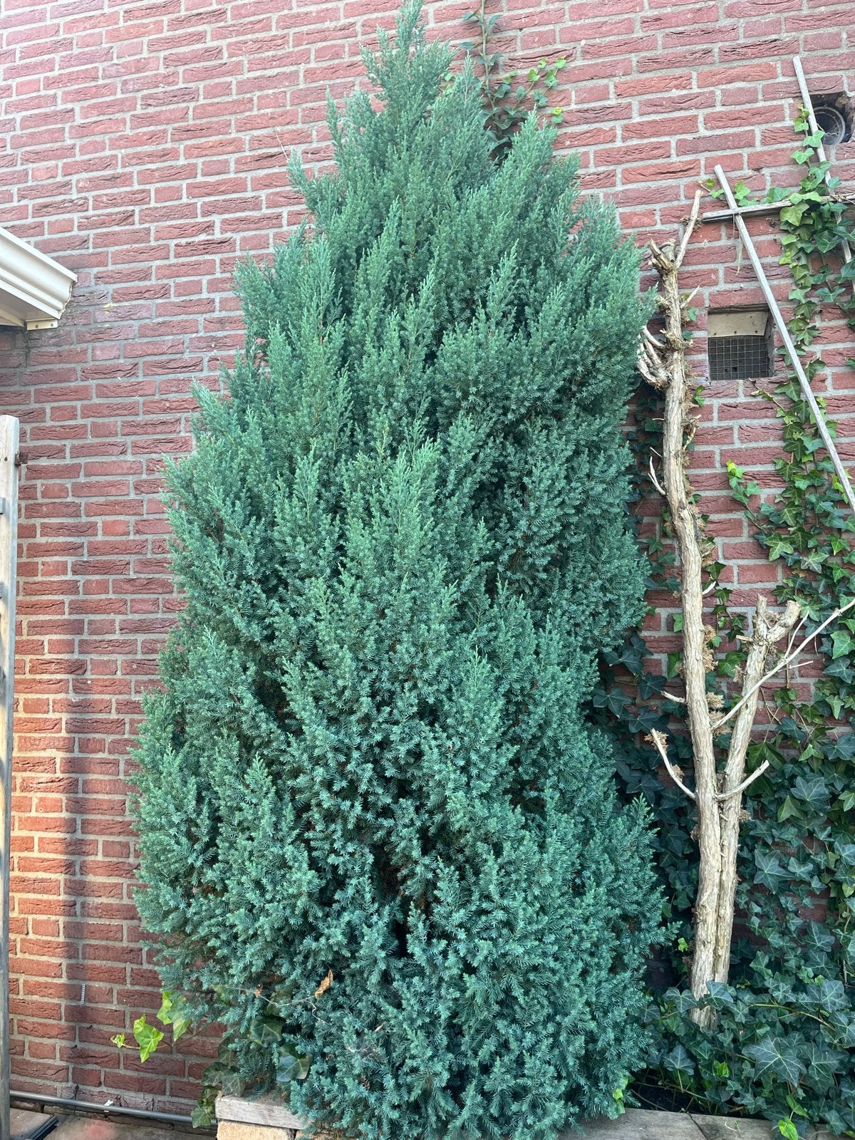 Blauwe Californische Cipres (2.5-3m) - Zelf uitgraven, Tuin en Terras, Volle zon, Vaste plant, Bloeit niet, Ophalen