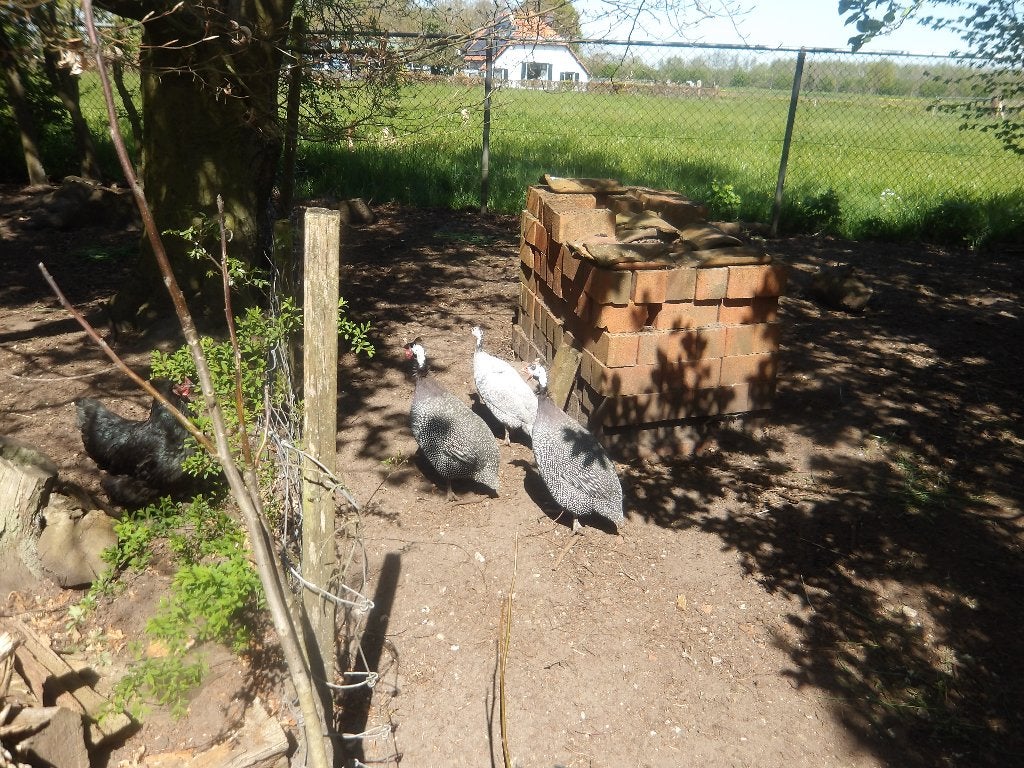 Broedeieren Parelhoen, Dieren en Toebehoren, Geslacht onbekend, Overige soorten