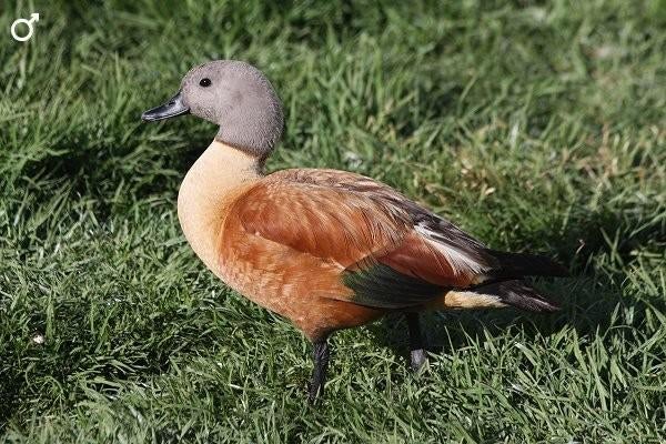 Grijskop casarca en brilduiker gevraagd, Meerdere dieren