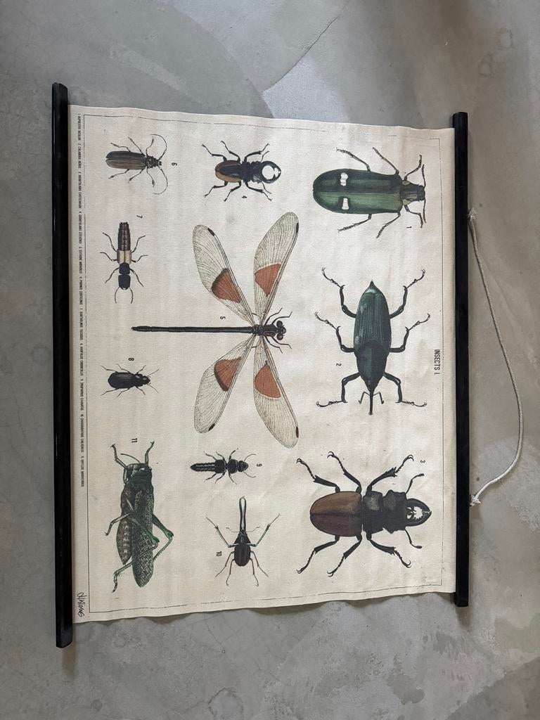 HKliving Schoolplaat XL Insecten - Wanddecoratie, Ophalen, Natuur en Biologie