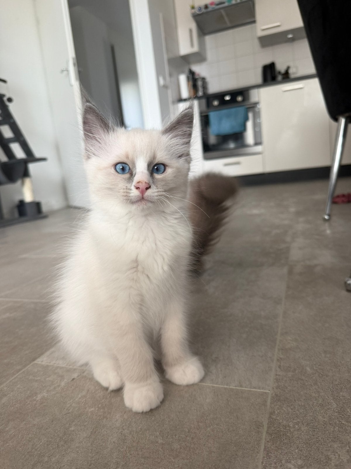 Foto 2 van Knappe ragdoll kitten (katertje)