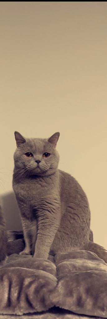 Britse korthaar | kater | gecastreerd, Kater, Met stamboom, 3 tot 5 jaar