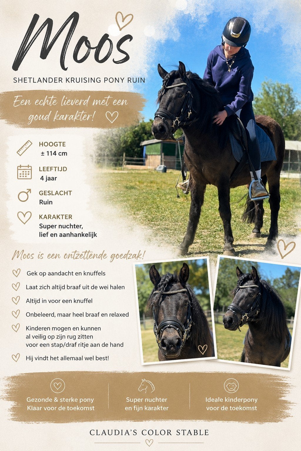 Gave 4 jarige a rijpony en aansprekend pony veulen, Hengst, A pony (tot 1.17m), Met stamboom, 0 tot 2 jaar