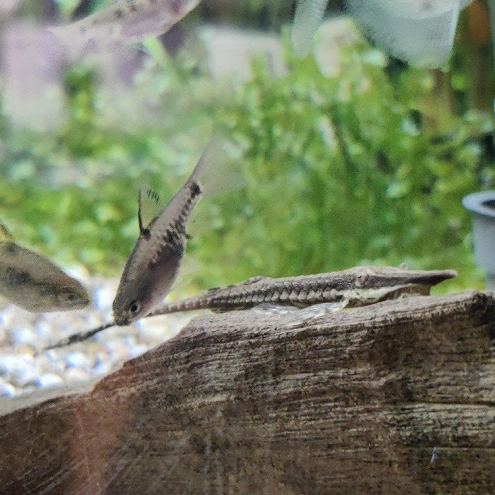 Farlowella acus, Dieren en Toebehoren, Vissen | Aquariumvissen, Vis