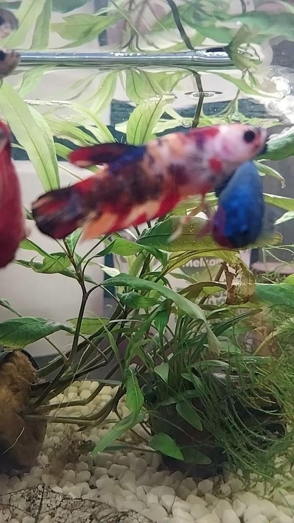 Betta vrouwtjes goedkoop, Dieren en Toebehoren, Vis