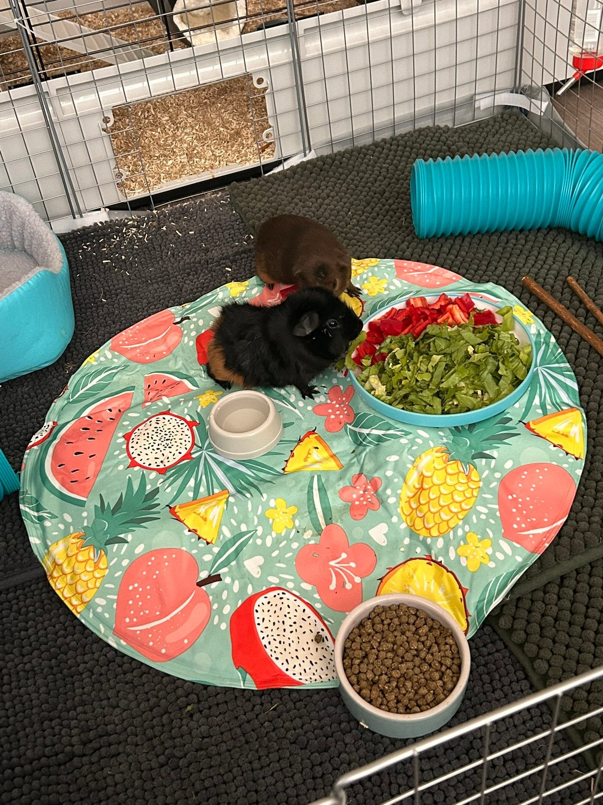 Cavia,s met grote kooi en een buitenverblijf, Dieren en Toebehoren, Maart, Vrouwelijk, Cavia