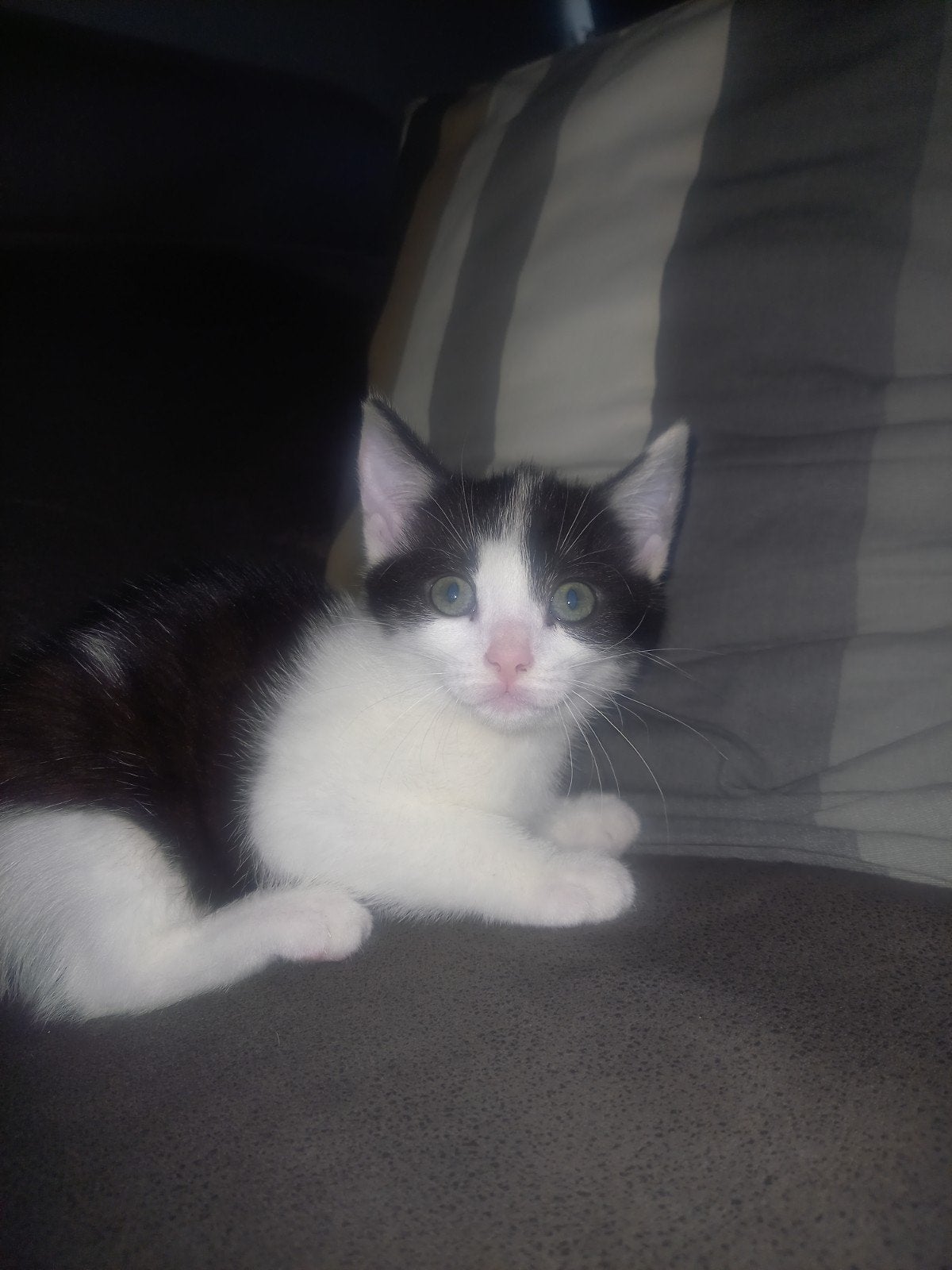 lieve mooie zwart witte kitten, Poes, 0 tot 2 jaar