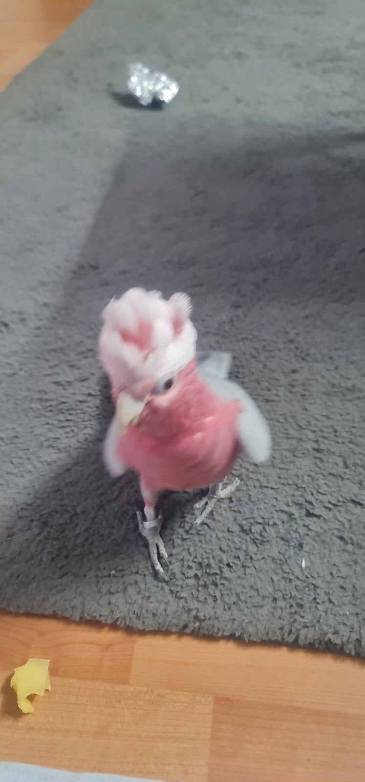 papegaai, Dieren en Toebehoren, Geslacht onbekend, Papegaai, Tam
