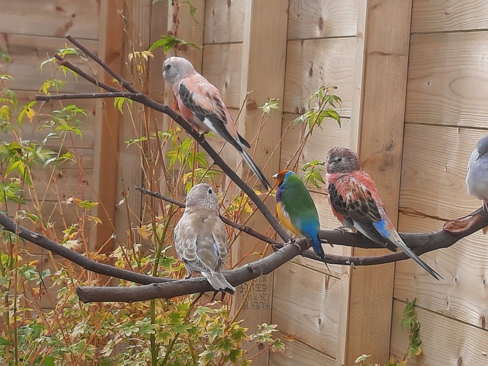 bourke parkiet, Dieren en Toebehoren