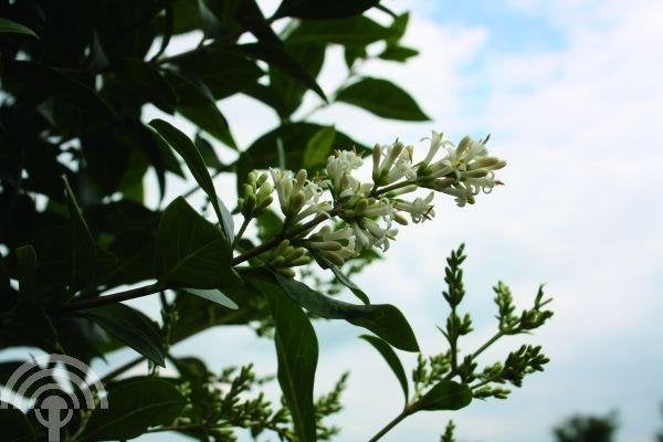 HAAG Ligustrum vulgare 'Atrovirens' Wilde liguster wintergro, Overige soorten, Vaste plant, Verzenden, Halfschaduw