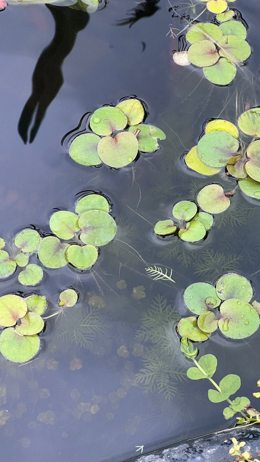 Drijfplantjes voor vijver/aquarium, Ophalen, Zo goed als nieuw