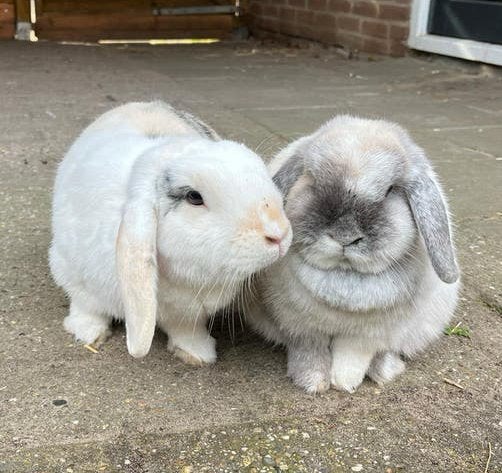 Lief konijnenkoppel, Meerdere dieren, Klein, Hangoor, 3 tot 5 jaar