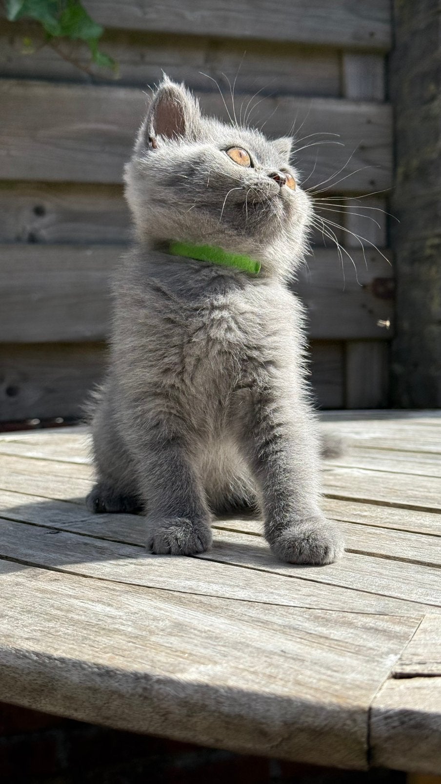 Britse Korthaar kittens 3 lieve kittens, Dieren en Toebehoren, Katten en Kittens | Raskatten | Langhaar, Meerdere dieren, Ontwormd