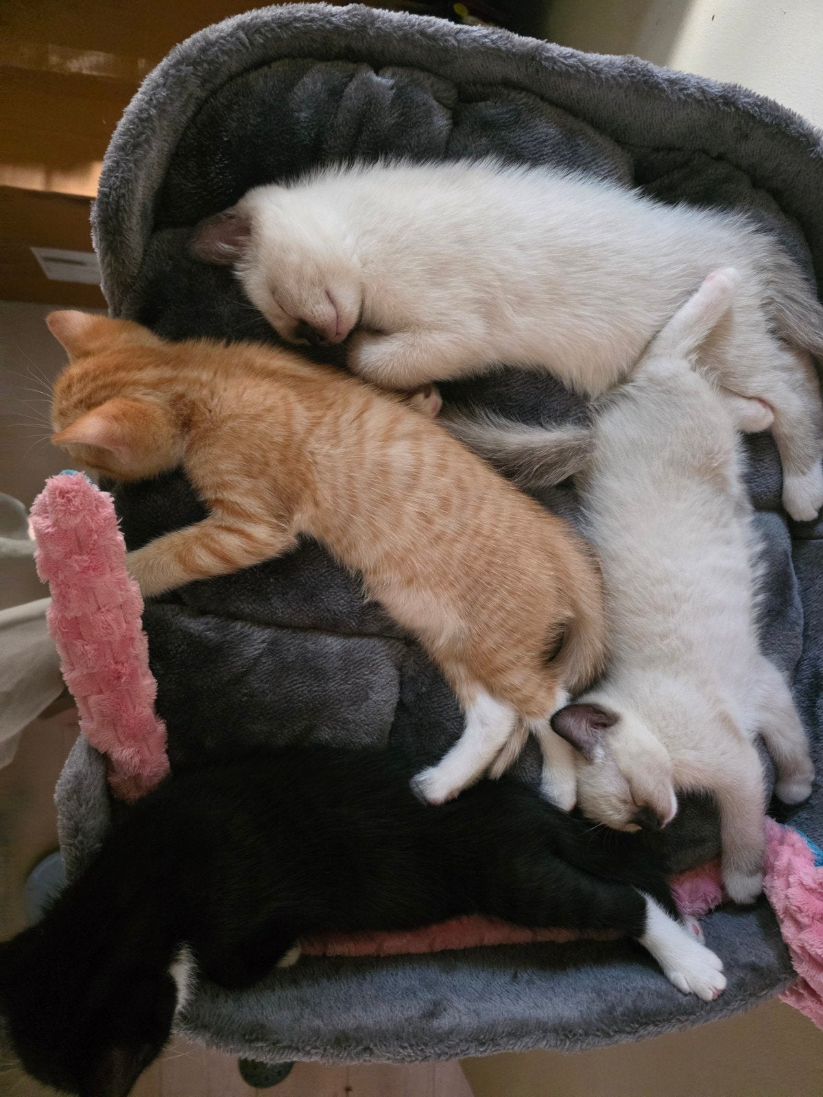 Lieve halve raggdoll kittens te koop, Meerdere dieren