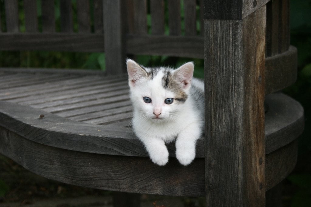 Lieve boerderij kittens zoeken een nieuw thuis, Meerdere dieren, Ontwormd, 0 tot 2 jaar