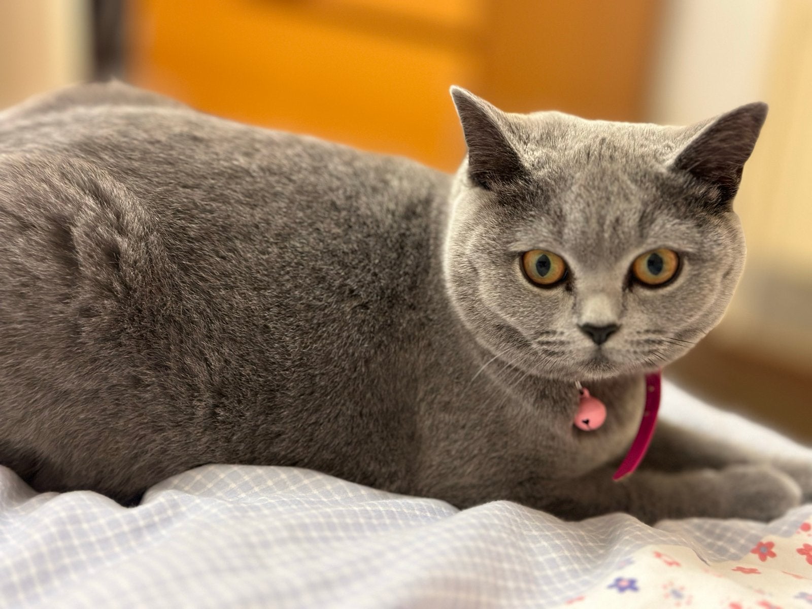 Kat brits korhaar, Dieren en Toebehoren, Katten en Kittens | Overige Katten, Poes