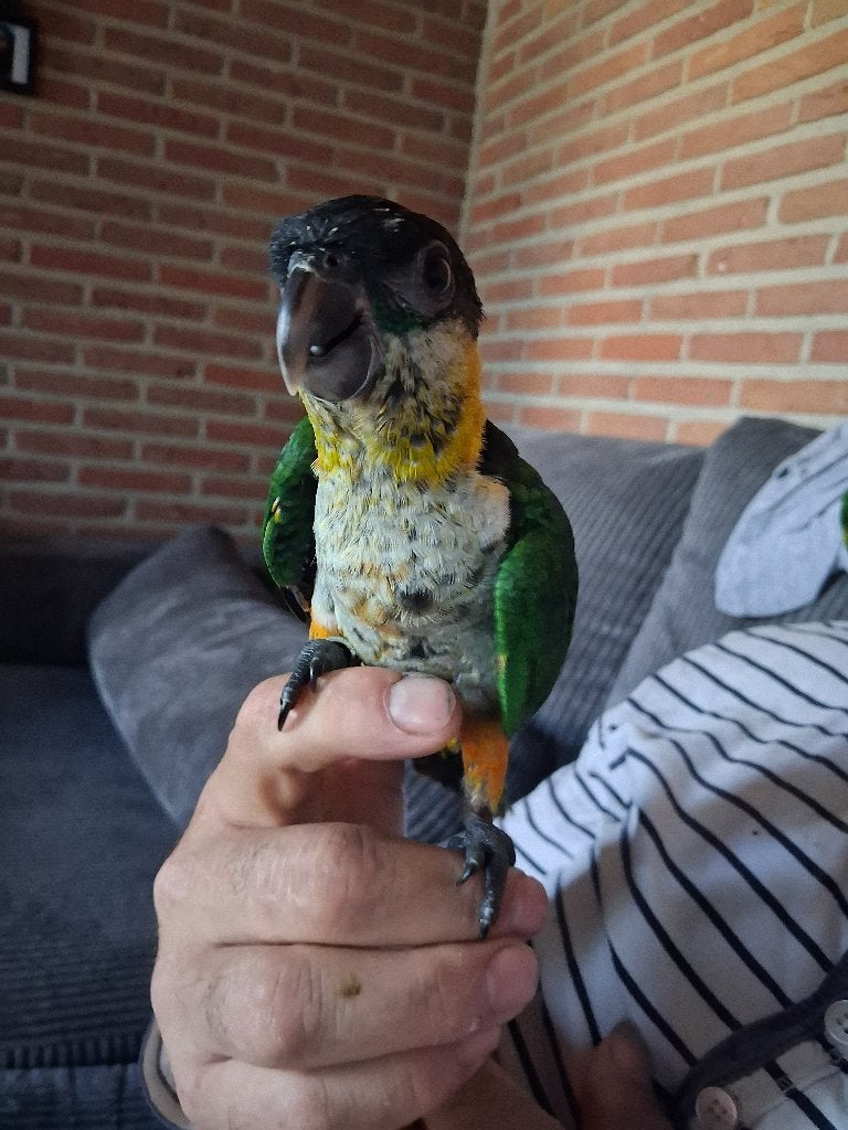 Super tamme zwartkop caique, Meerdere dieren, Papegaai, Geringd