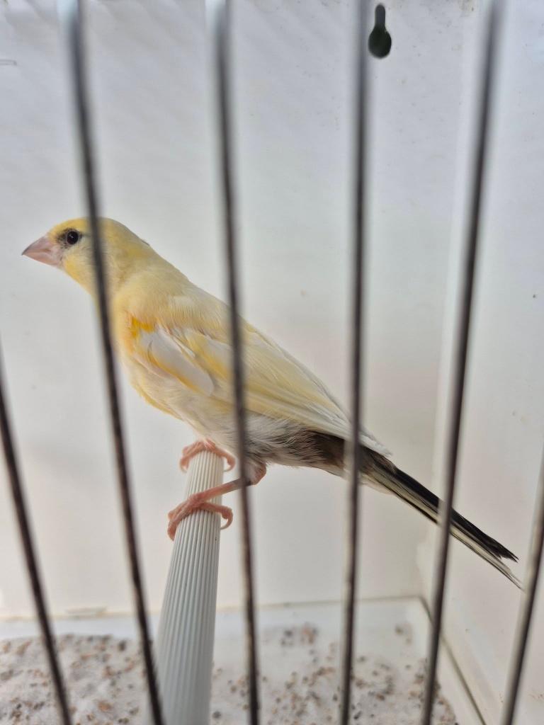 te koop 8 harlekijn kanaries mannetjes 25 euro per stuk, Dieren en Toebehoren, Mannelijk, Kleurkanarie