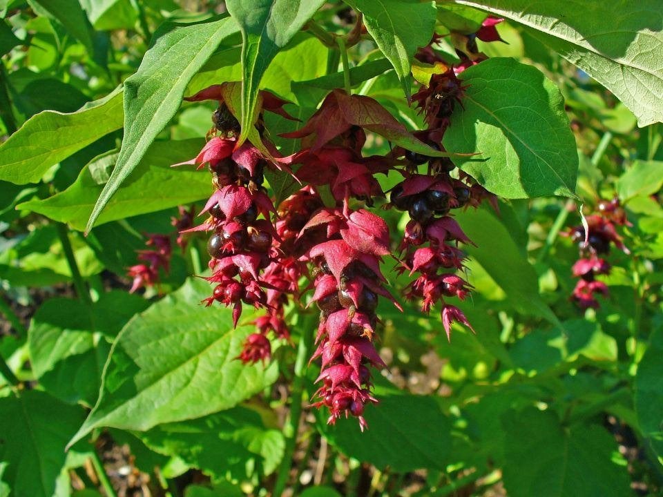 Stekken Fazantenbes/Oma's oorbellen/Leycesteria, heester, Tuin en Terras, Planten | Struiken en Hagen, Ophalen, Overige soorten
