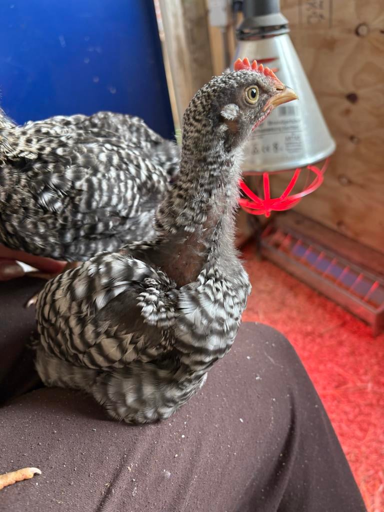Extreem tamme Amrock Hanen, Dieren en Toebehoren, Mannelijk, Kip