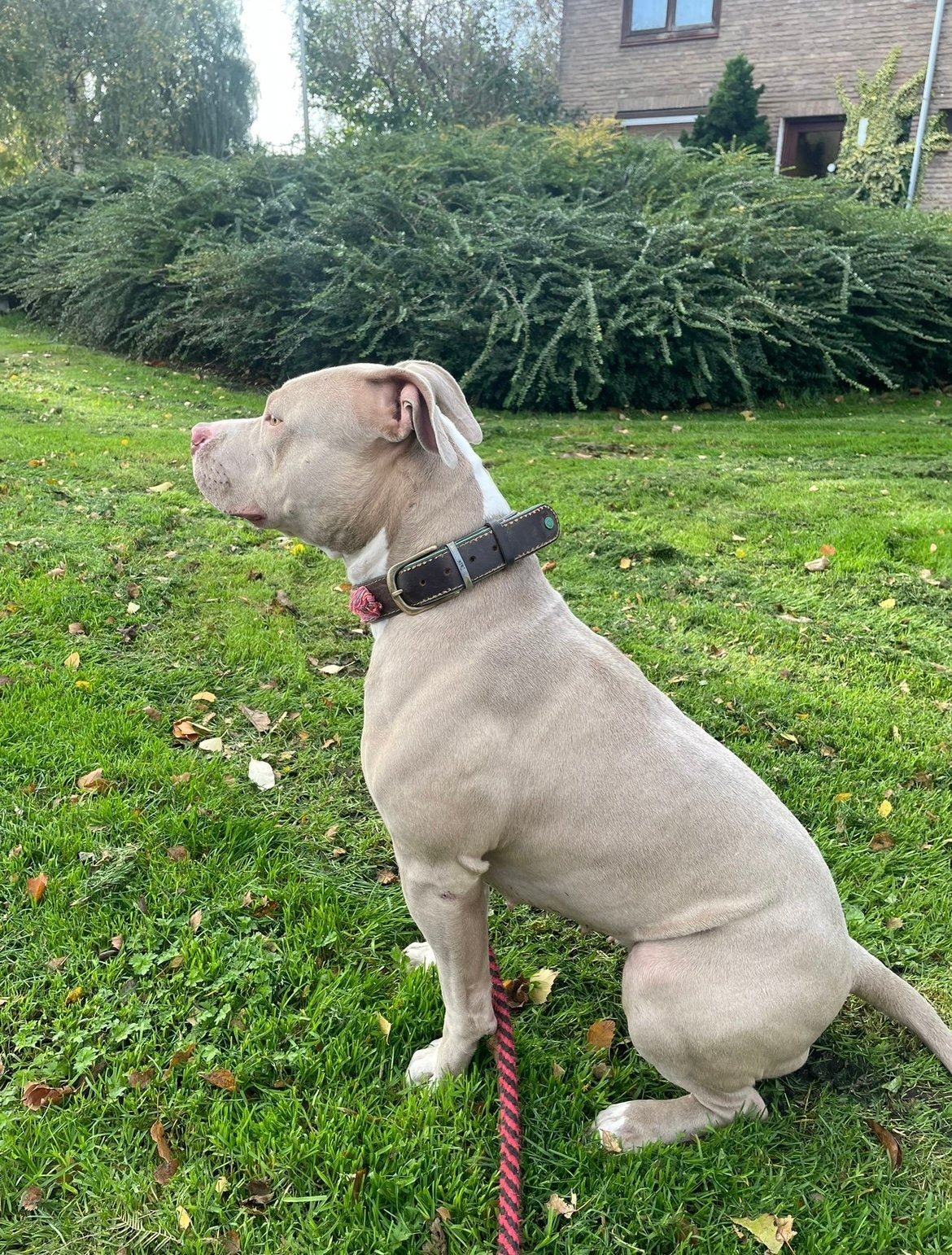 Gouden mandje gezocht voor  lieve American Bully teefje, Dieren en Toebehoren, Teef, Bulldog, Eén hond, CDV (hondenziekte)