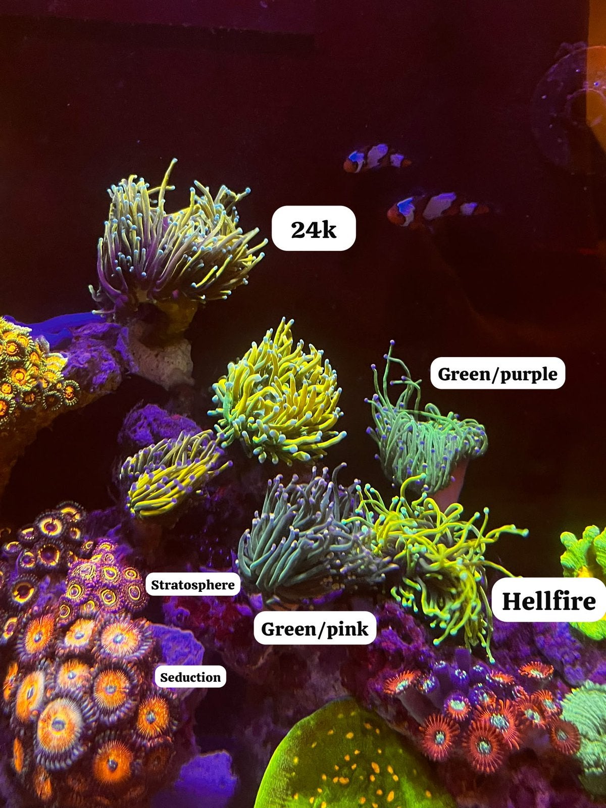 Stekken beschikbaar! Zie omschrijving, Dieren en Toebehoren, Ophalen, Zo goed als nieuw, Gevuld zeewateraquarium
