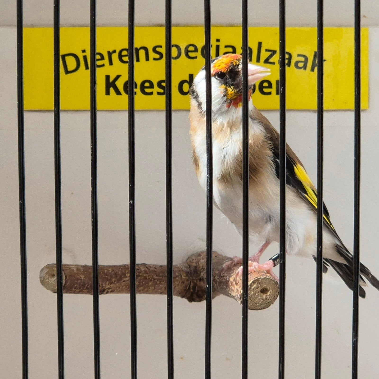 Major putter pop, Vrouwelijk, Wildzangvogel, Geringd