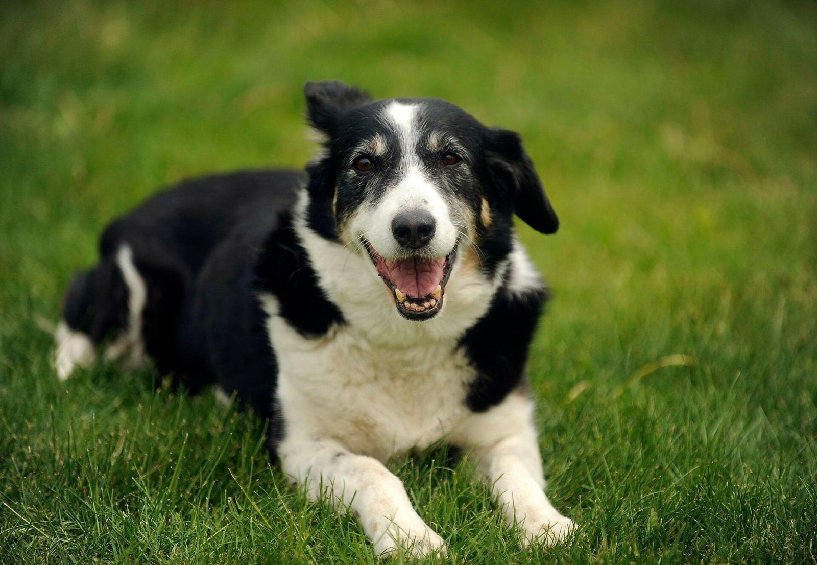 Honden uitlaat service > honden gezocht, Ophalen