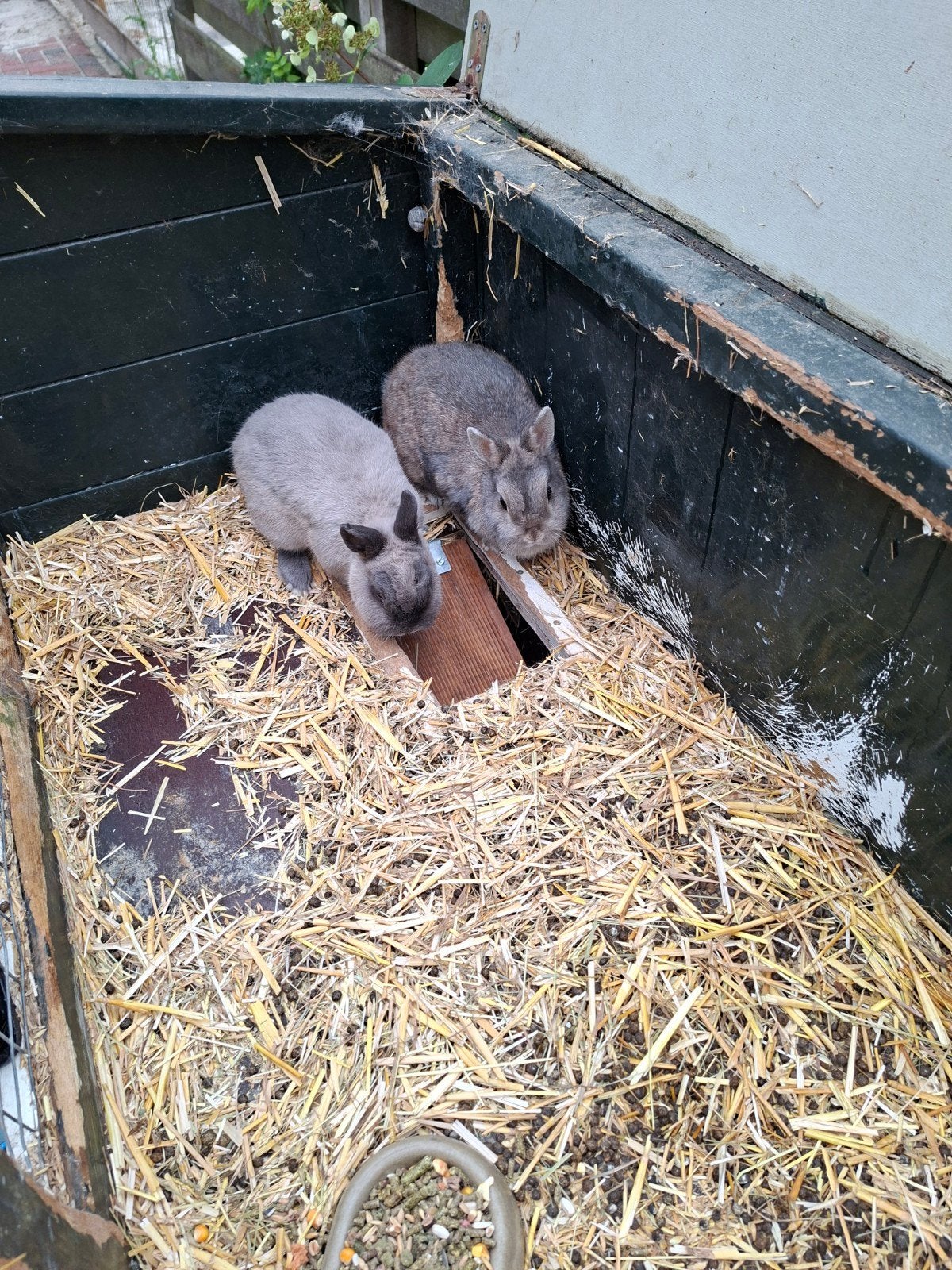 konijnen met hok, Dieren en Toebehoren, Konijnen, Klein