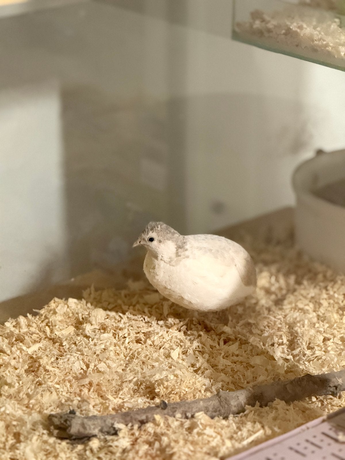 Chinese dwergkwartel hen, Dieren en Toebehoren, Vrouwelijk