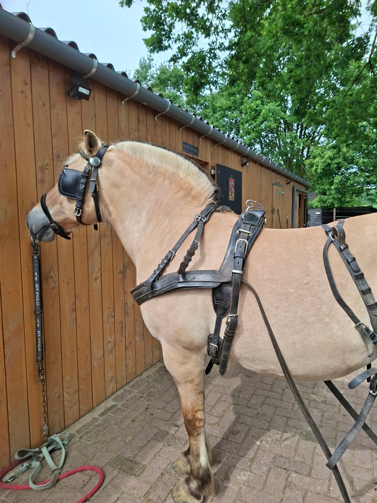 Eenspan Tuig Tekoop, Dieren en Toebehoren, Ophalen
