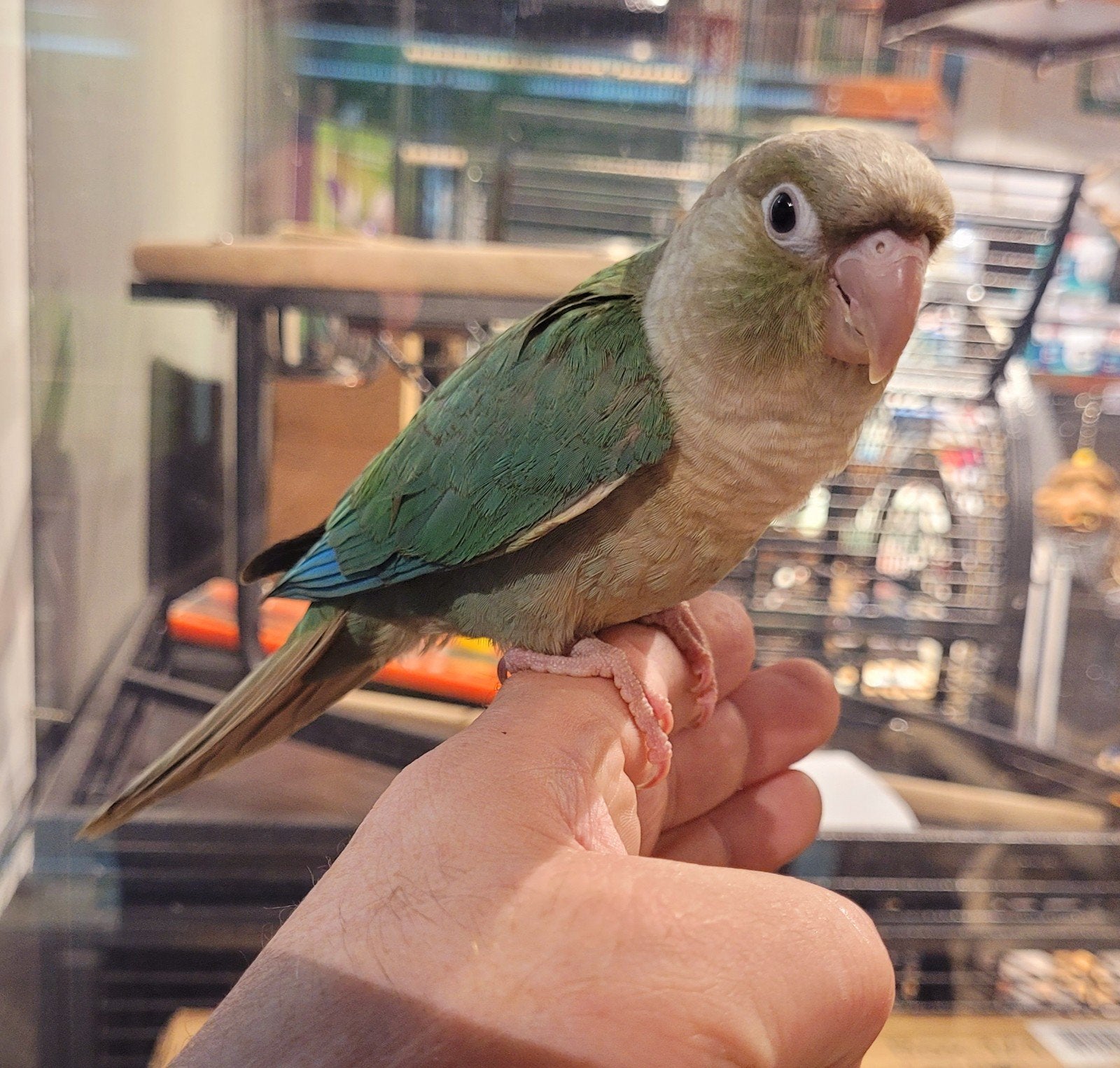 Pyrrhuras super lief en super tam met dna., Dieren en Toebehoren, Vogels | Parkieten en Papegaaien, Meerdere dieren, Parkiet, Tam
