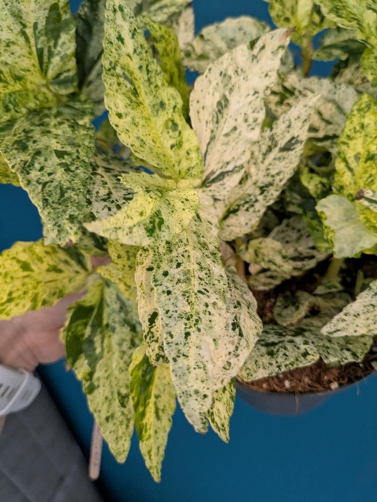 Pellionia Repens variegata stek, Ophalen of Verzenden, Halfschaduw, Minder dan 100 cm