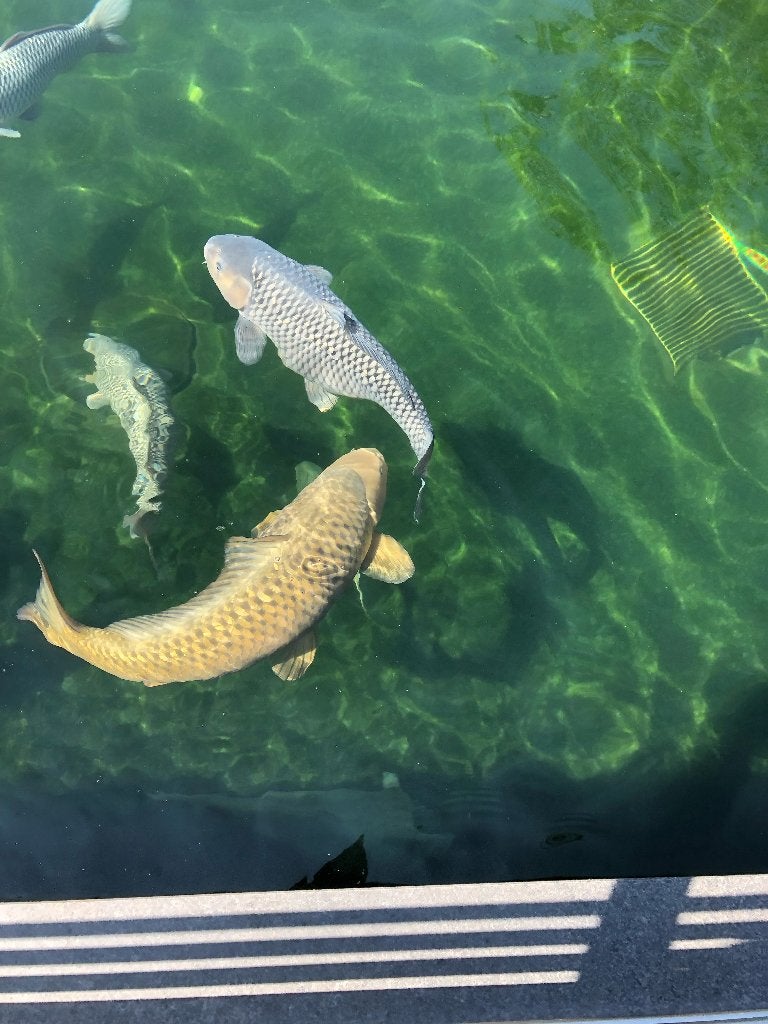 Koi Chagoi 95 cm Soragoi 80 cm, Karper of Koi