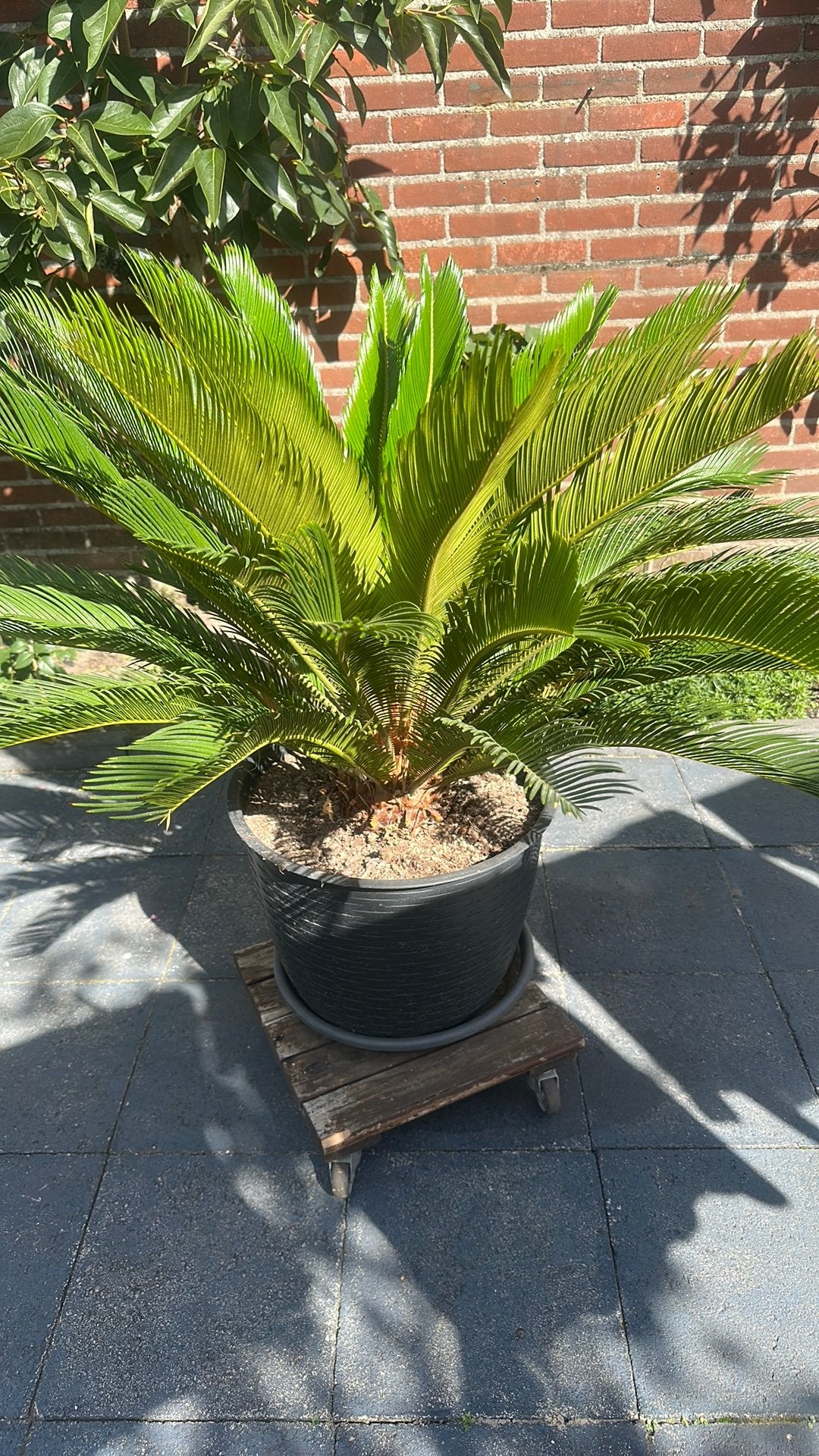 Cycas Revoluta, Ophalen, Overige soorten, Volle zon