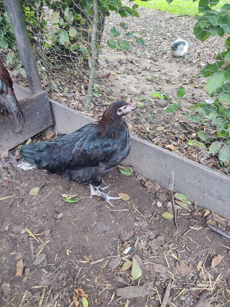 Marans hennen groot ras zwart koperhals tegen de leg, Dieren en Toebehoren, Vrouwelijk, Kip